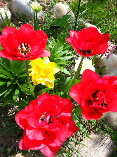 20150418_120111 - 1_PRIMAVARA