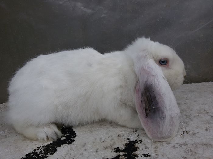 Mascul cu ochi albastri