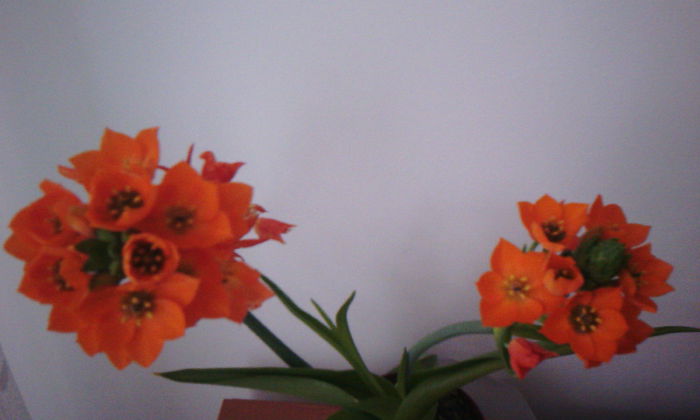 2015-04-21 16.55.29 - Ornithogalum Dubium