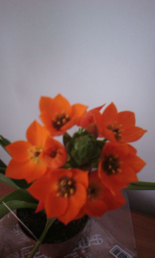 2015-04-21 16.55.44 - Ornithogalum Dubium