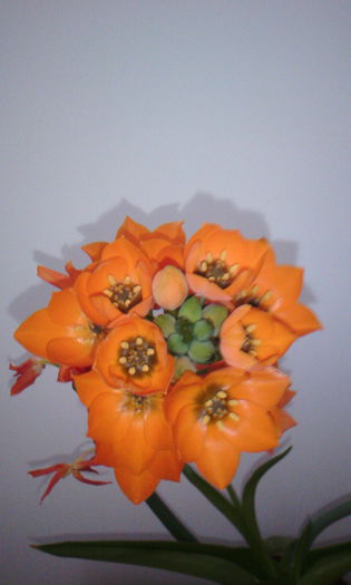 2015-04-21 16.55.56 - Ornithogalum Dubium