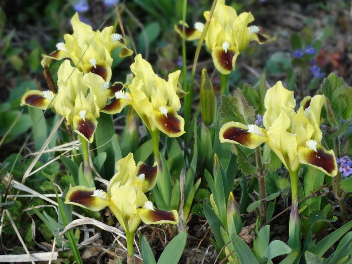 19.04.2015 e frig si nu le merge bine - b-primavara 2015