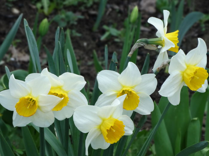 19.04.2015 - b-primavara 2015