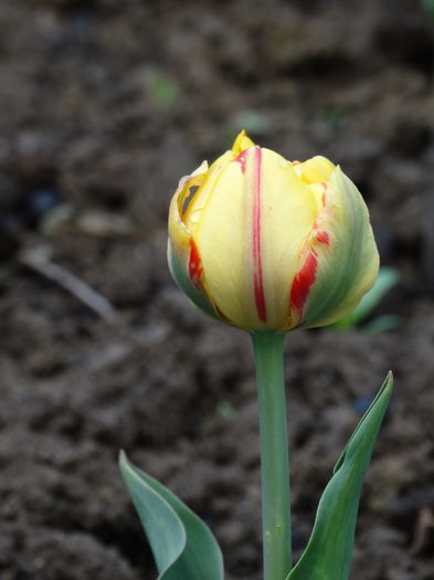 19.04.2015noaptea e 1grad celsius - b-primavara 2015