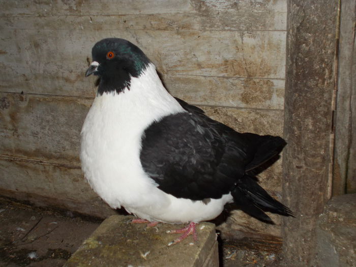 M 2014 - Z porumbei vanduti Z