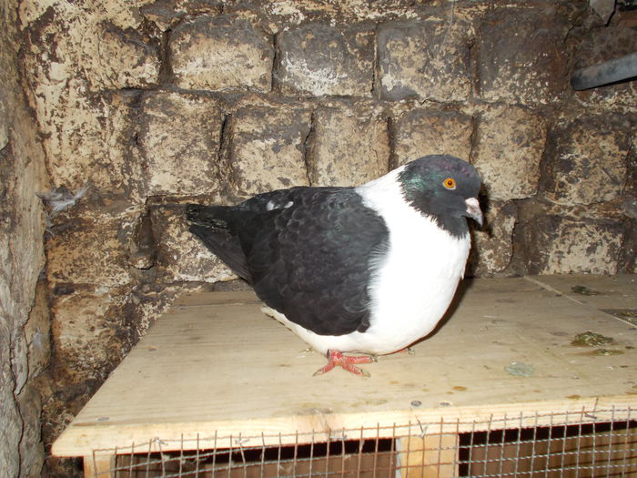 F 2012 - Z porumbei vanduti Z