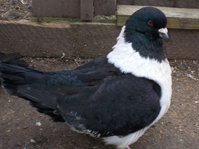 M 2010 - Z porumbei vanduti Z