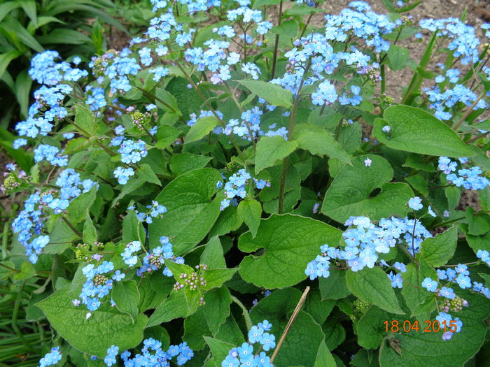 DSC03235 - Myosotis