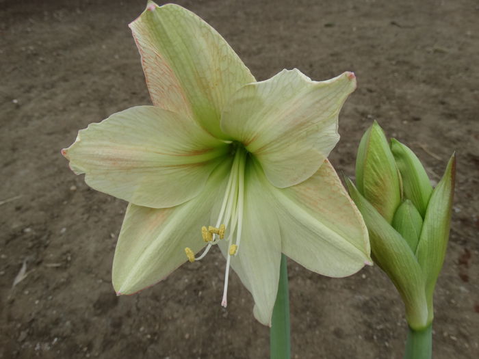 DSC00160 - Amaryllis 2015