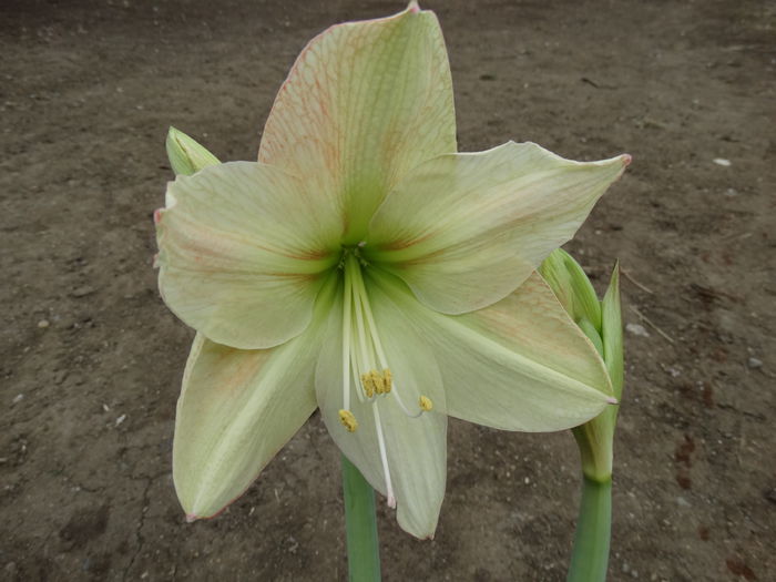 DSC00162 - Amaryllis 2015