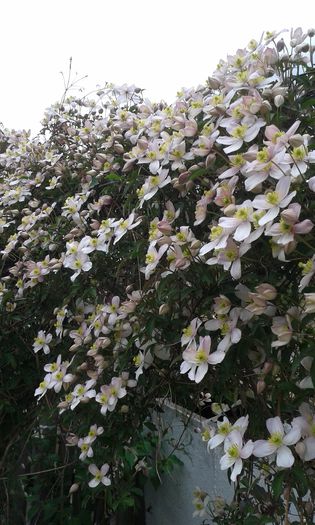 20150421_185138 - Clematis 2015