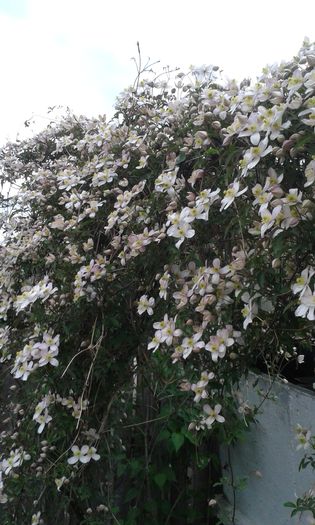 20150421_190008 - Clematis 2015