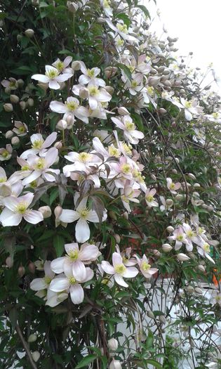 20150421_185253 - Clematis 2015