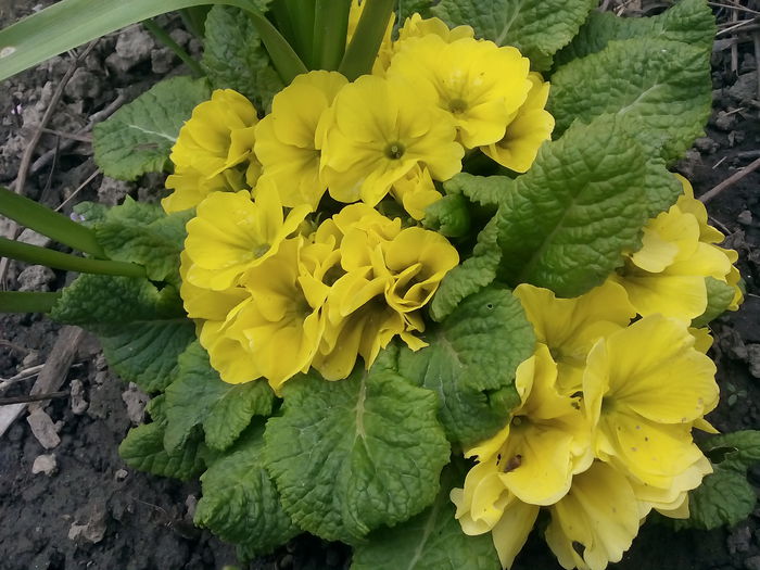  - 2015 Flori in  gradina