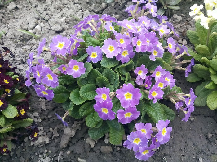  - 2015 Flori in  gradina