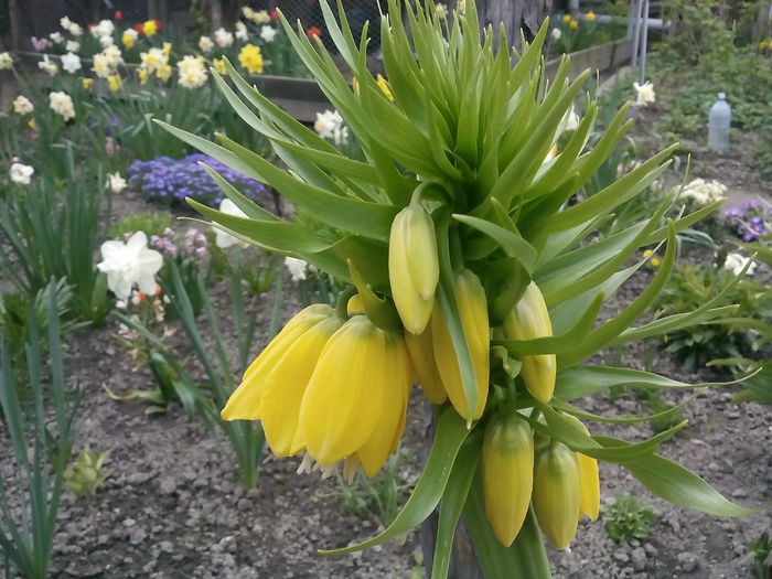 Fritillaria - 2015 Flori in  gradina