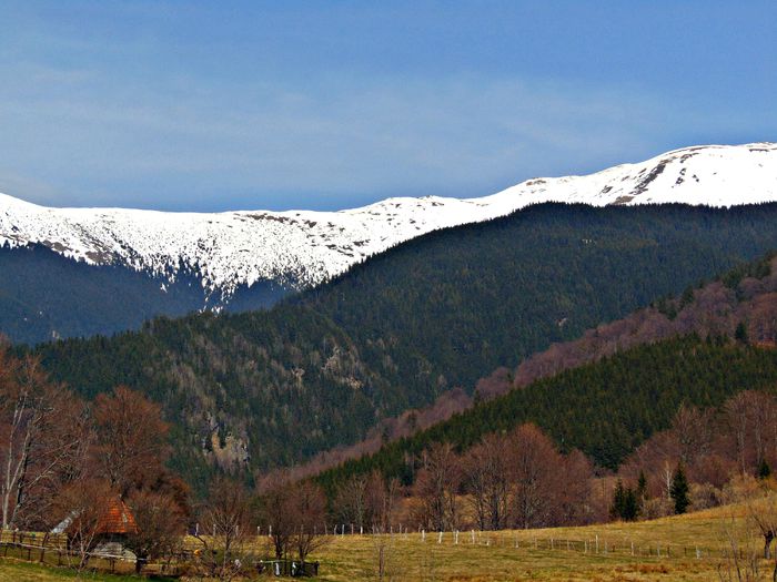 DSC06705 - Poze natura