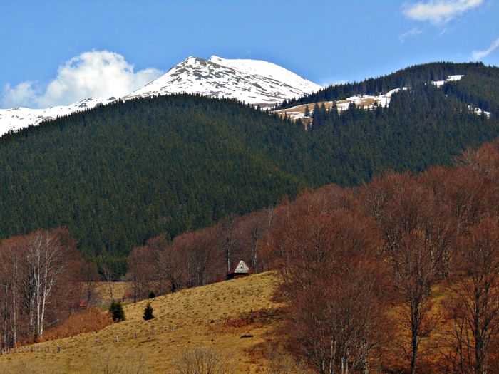 DSC06707 - Poze natura