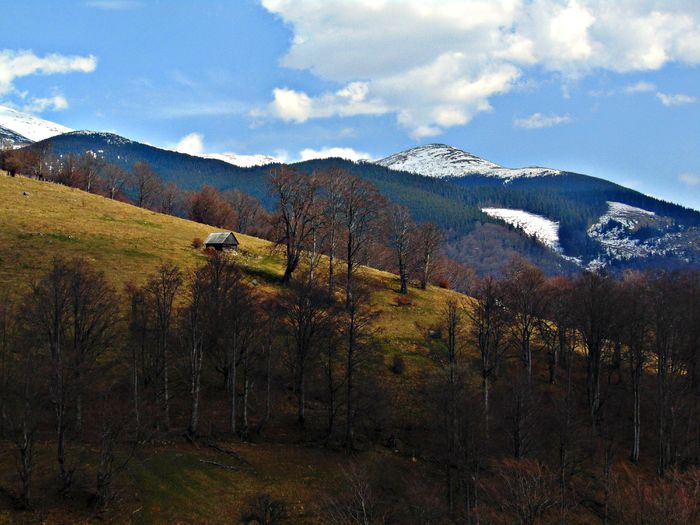 DSC06708 - Poze natura