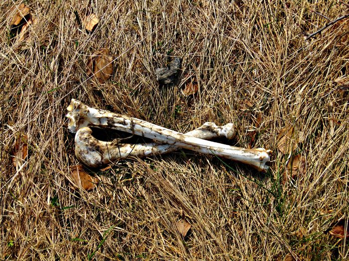 opera vulpilor, lupilor sau ursilor - Poze natura