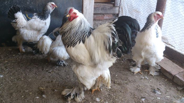 Brahma Herminat Deschis 2 - GAINI RASA BRAHMA HERMINAT DESCHIS 2015 APRILIE