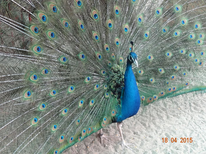 DSC07482