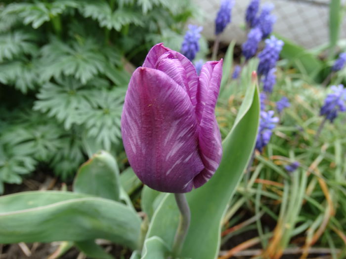 DSC09995 - Plante in gradina 2015