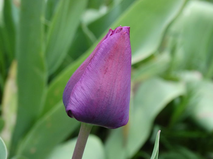 DSC09999 - Plante in gradina 2015
