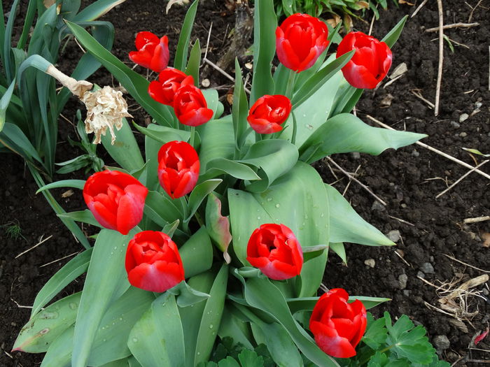 DSC00001 - Plante in gradina 2015