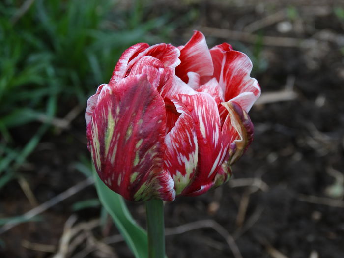 DSC00002 - Plante in gradina 2015