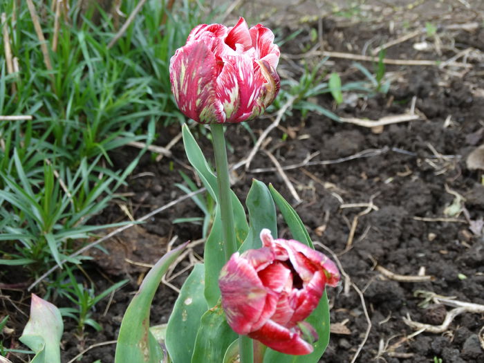 DSC00004 - Plante in gradina 2015