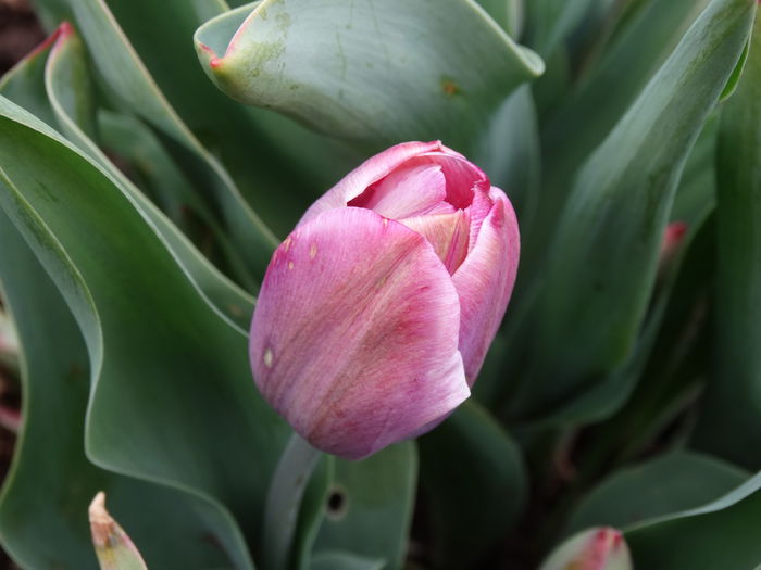 DSC00003 - Plante in gradina 2015