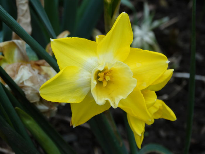 DSC00006 - Plante in gradina 2015