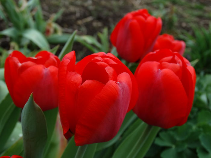 DSC00010 - Plante in gradina 2015