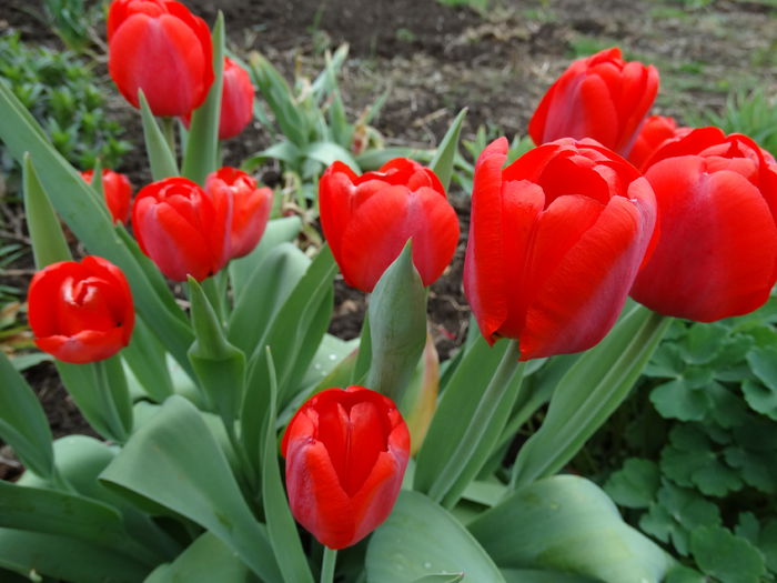 DSC00011 - Plante in gradina 2015