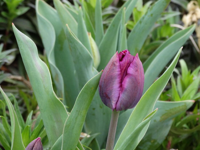 DSC00012 - Plante in gradina 2015