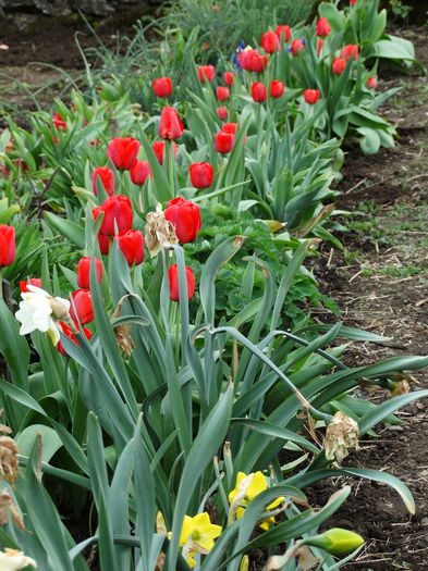 DSC00021 - Plante in gradina 2015