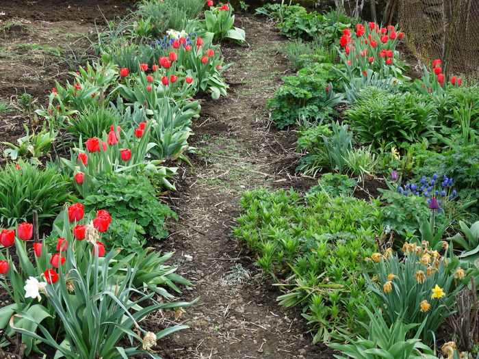 DSC00023 - Plante in gradina 2015