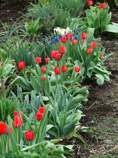 DSC00024 - Plante in gradina 2015