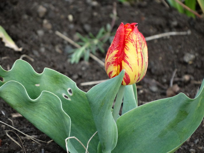 DSC00026 - Plante in gradina 2015