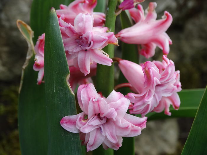 DSC00029 - Plante in gradina 2015