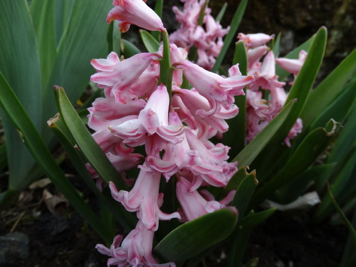 DSC00030 - Plante in gradina 2015