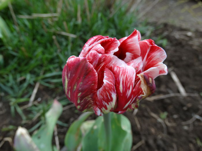 DSC00031 - Plante in gradina 2015