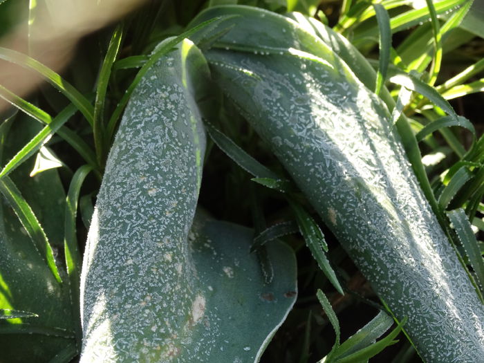 gheata - Plante in gradina 2015