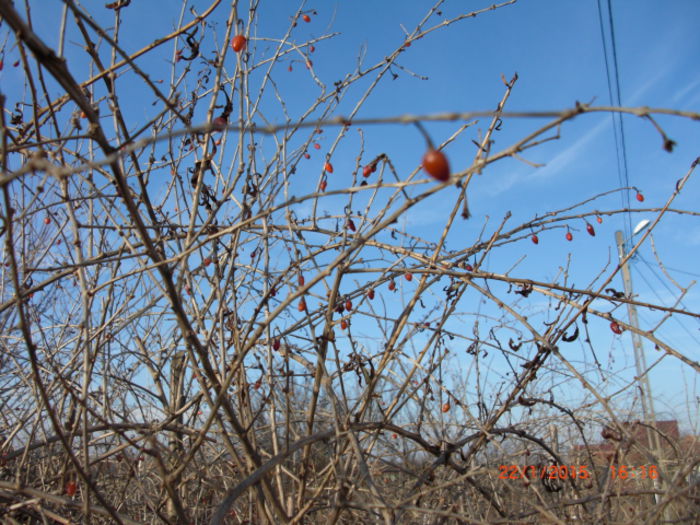 goji fructe ianuarie