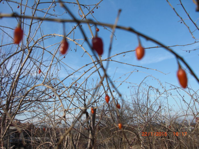 fructe de goji ianuarie - vand Goji Berry planta tineretii prelungite Lycium Barbarum