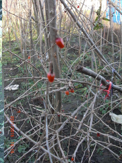 fructe goji ianuarie - vand Goji Berry planta tineretii prelungite Lycium Barbarum