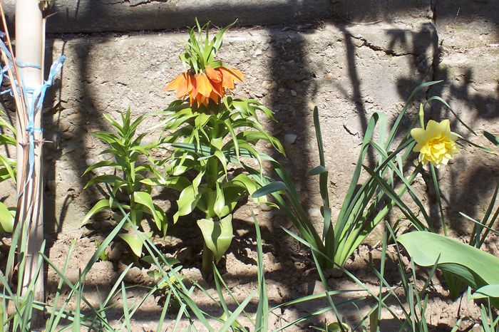 Fritillaria imperialis( Lalele candelabru); Sunt flori foarte frumoase dar cu miros neplacut.
