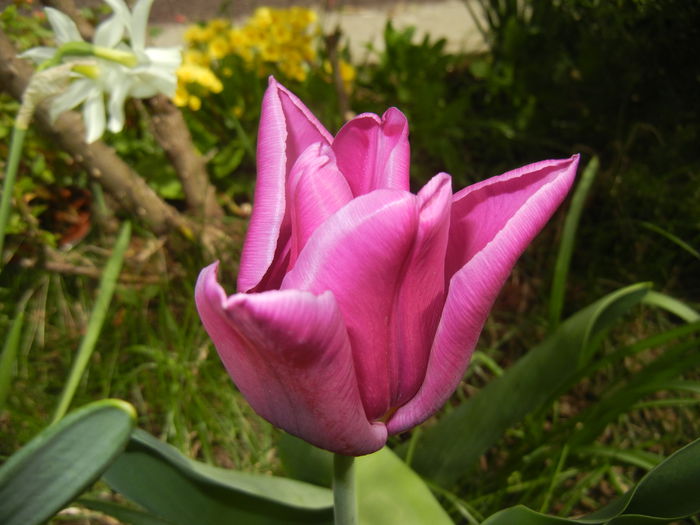 Tulipa Maytime (2015, April 15) - Tulipa Maytime
