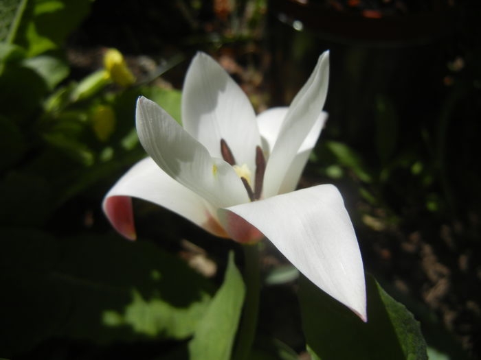 Tulipa Peppermint Stick (2015, April 16)